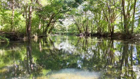 a serene river flows through a dense, sunlit forest in bellingen, nsw, captured with gentle camera movement