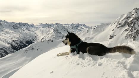 husky sitting on top of a mountain in winter enjoying the mountain view and the fresh snow