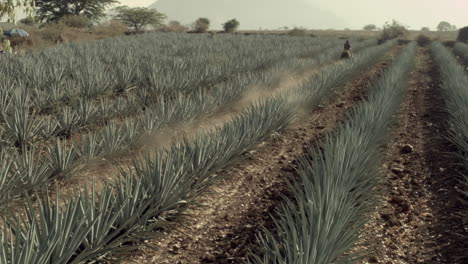 horse riding in agave fields and between the mountains in the city of tequila, jalisco, mexico