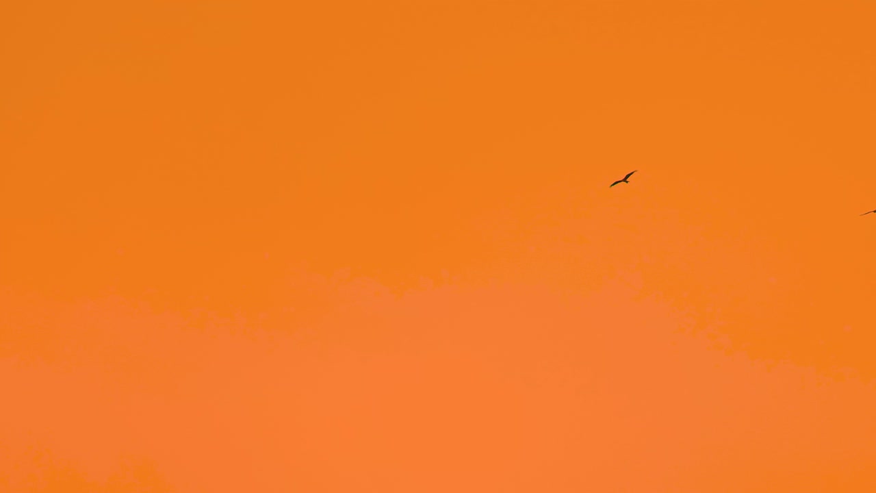 밝은 오렌지색 하늘을 향해 날아다니는 새들의 실루 ⁇