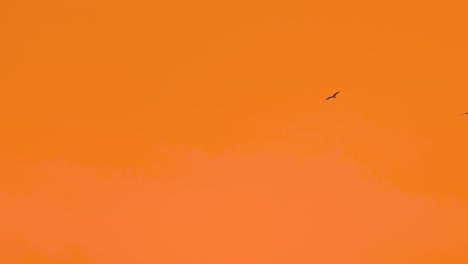 silhouette of birds flying against bright orange sky