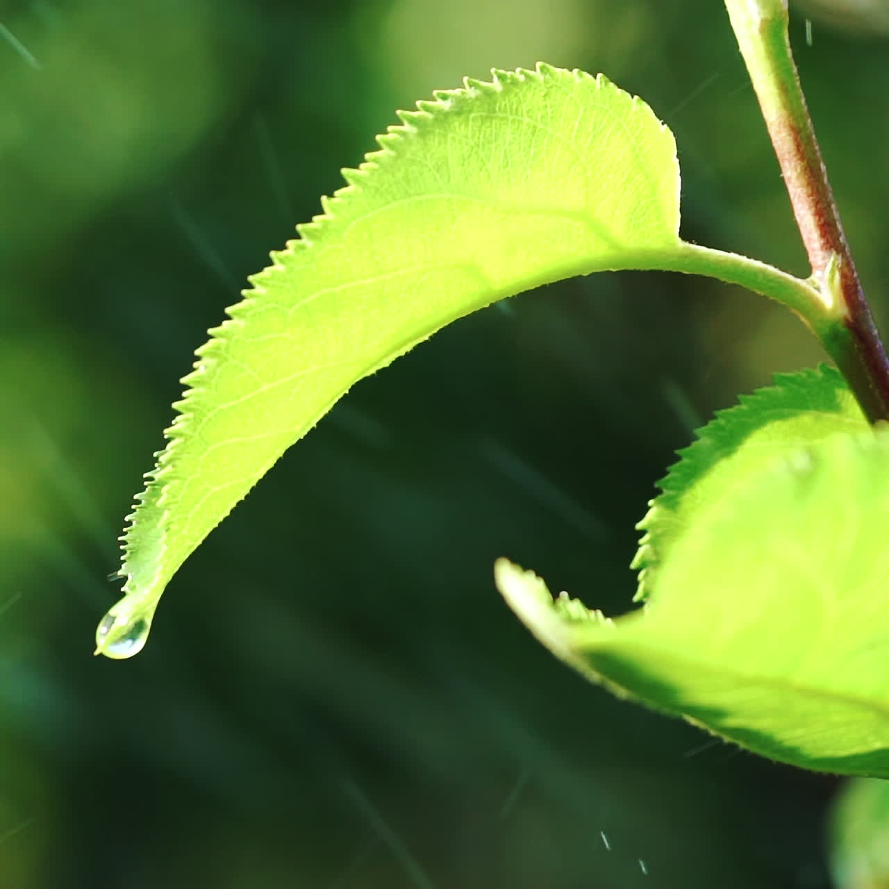 Rain water falling on green leaves. Water droplet slides off a green leaf. Slow motion