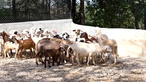 sheep congregate in a zoo enclosure