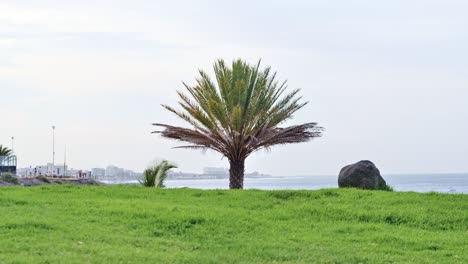 Wind sweeps across palm and grass in Tenerife coastal zone with ocean horizon