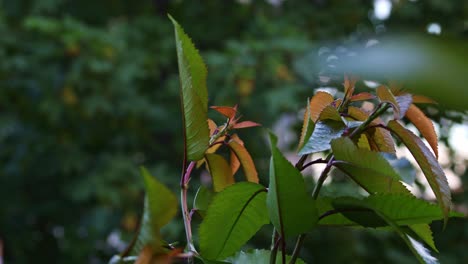 close-up of a cherry tree branches with green and young red leaves waving in the wind, at blue hour, with another tree in the blurry background