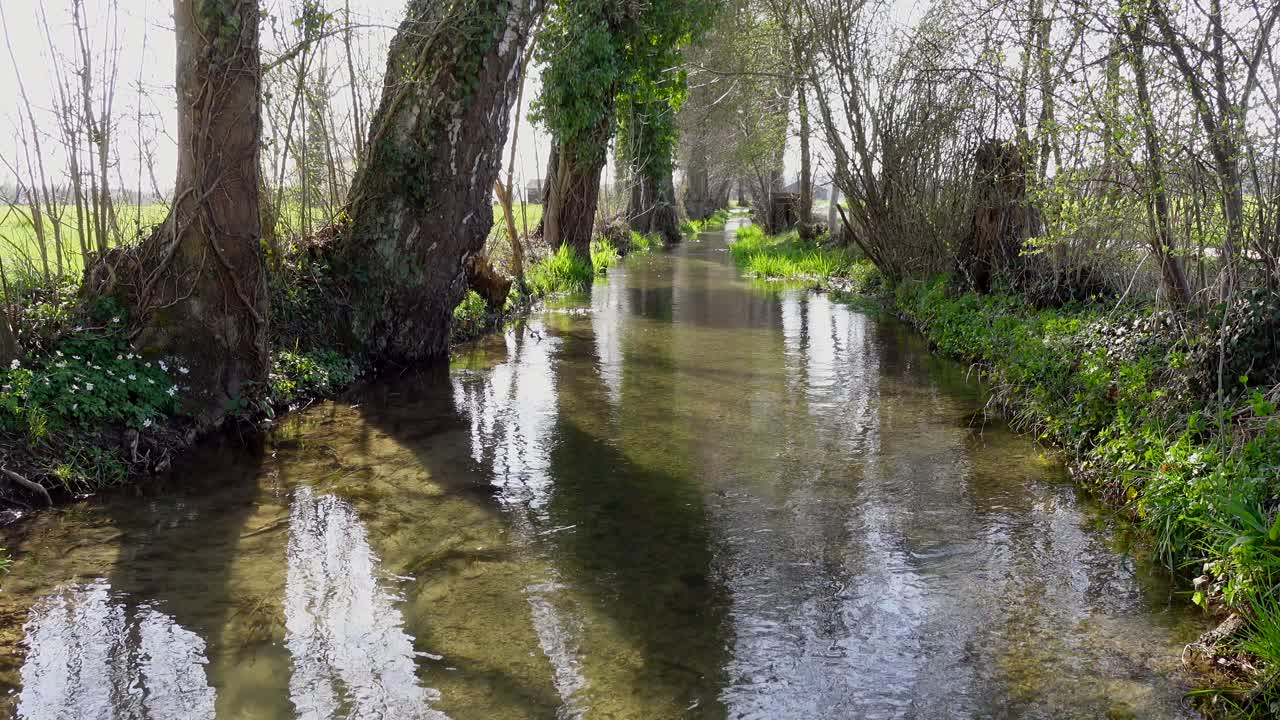 toma estática de un tranquilo arroyo rural a la luz del sol rodeado de árboles y plantas en la orilla