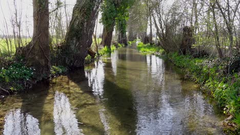 Static-shot-of-Tranquil-rural-stream-in-sunlight-surrounded-by-trees-and-plants-on-shore