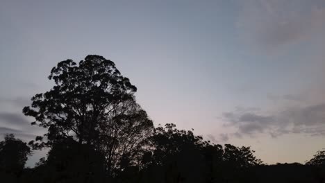 Lush-Majestic-Deciduous-Tree-Silhouette-in-Evening,-Timelapse