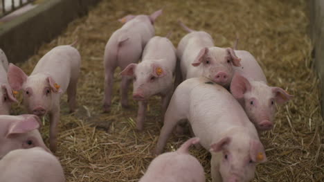 cerdos en granja ganadera cría de cerdos lechones jóvenes en el establo 57