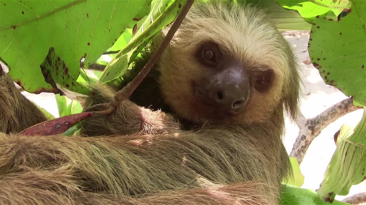 un perezoso de dos dedos cuelga de un árbol