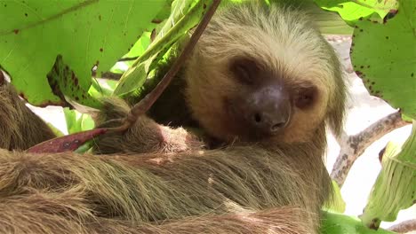 a two toed sloth hangs in a tree