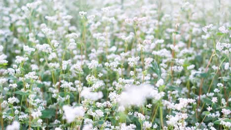flowering buckwheat field closeup of cultivated plantation flowering buckwheat field closeup of cultivated plantation buckwheat field and buckwheat plants agriculture agribusiness in rural areas