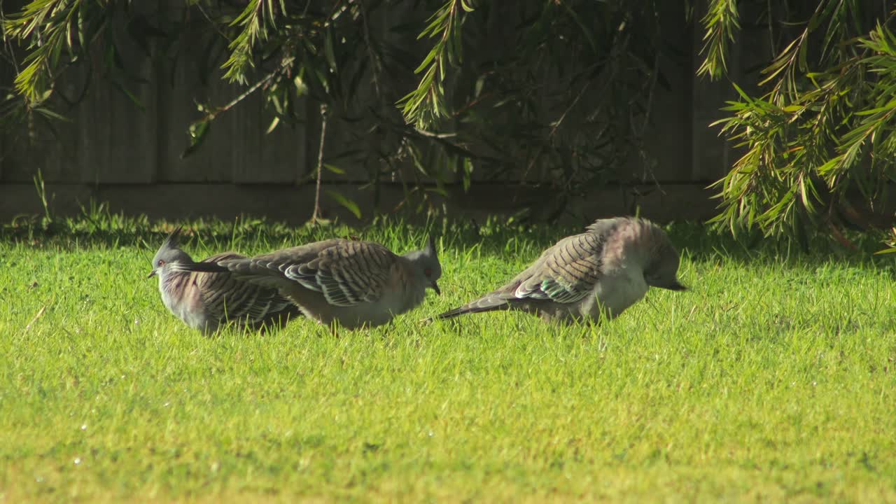 Crested Pigeons on a Grassy Lawn