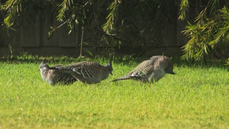crested pigeons on a grassy lawn