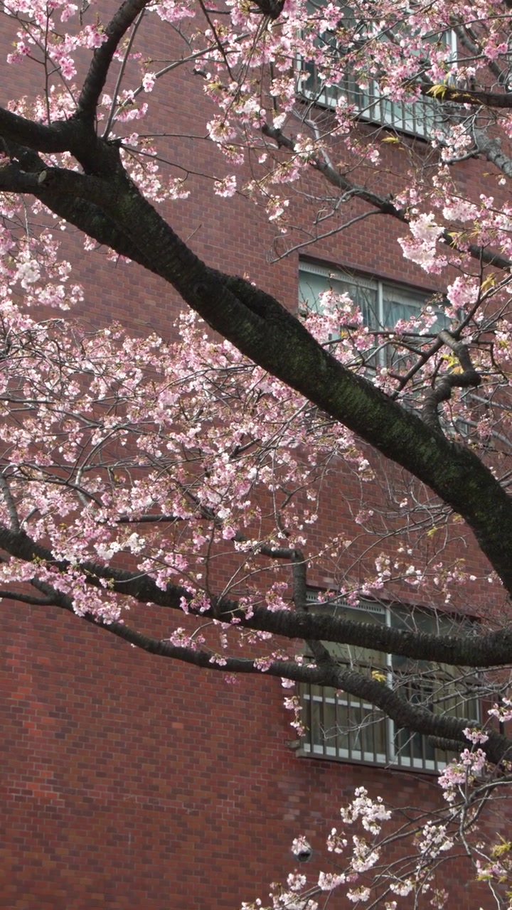 Rami di sakura rosa ondeggiano dolcemente davanti a un edificio residenziale in mattoni rossi a Tokyo, Giappone.