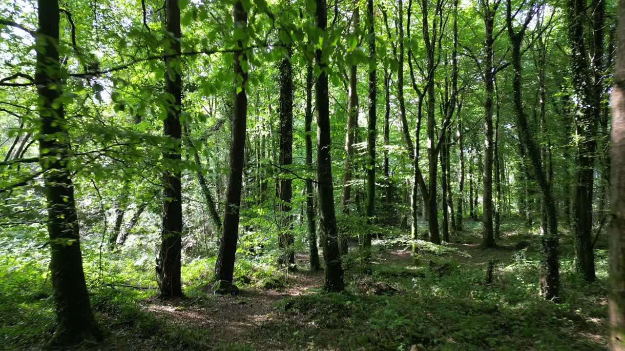 Scena boschiva illuminata dal sole nel Parco Forestale di Tollymore che mostra alberi alti, fitto sottobosco verde e un naturale suolo forestale con luce soffusa che filtra attraverso le foglie creando un'atmosfera calma.