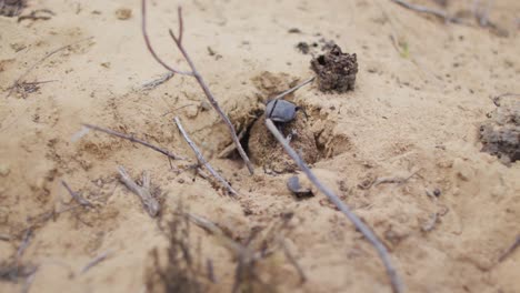 Beetles-crawling-in-sand-near-animal-dung-in-wilderness