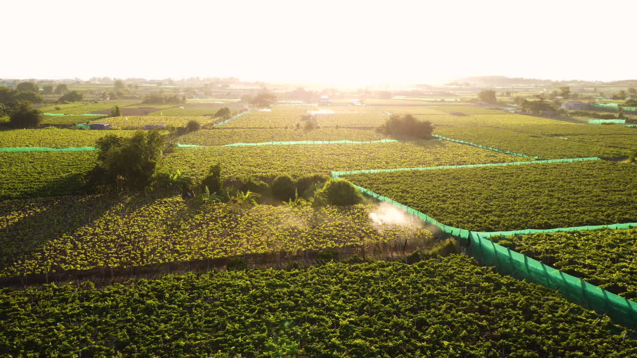 filmación cinematográfica de drones que muestra a un trabajador asiático en campos cultivados rociando tóxicos contra pesticidas ecológicos durante las llamaradas solares - región de thai an, vietnam