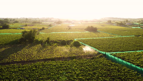 Filmación-Cinematográfica-De-Drones-Que-Muestra-A-Un-Trabajador-Asiático-En-Campos-Cultivados-Rociando-Tóxicos-Contra-Pesticidas-Ecológicos-Durante-Las-Llamaradas-Solares---Región-De-Thai-An,-Vietnam