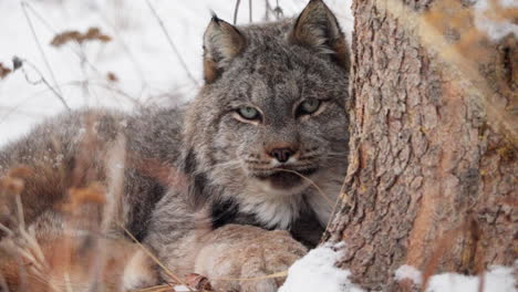 canadian lynx in the forest during winter in yukon, canada - close up