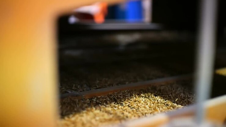 Wheat threshing in factory 4k