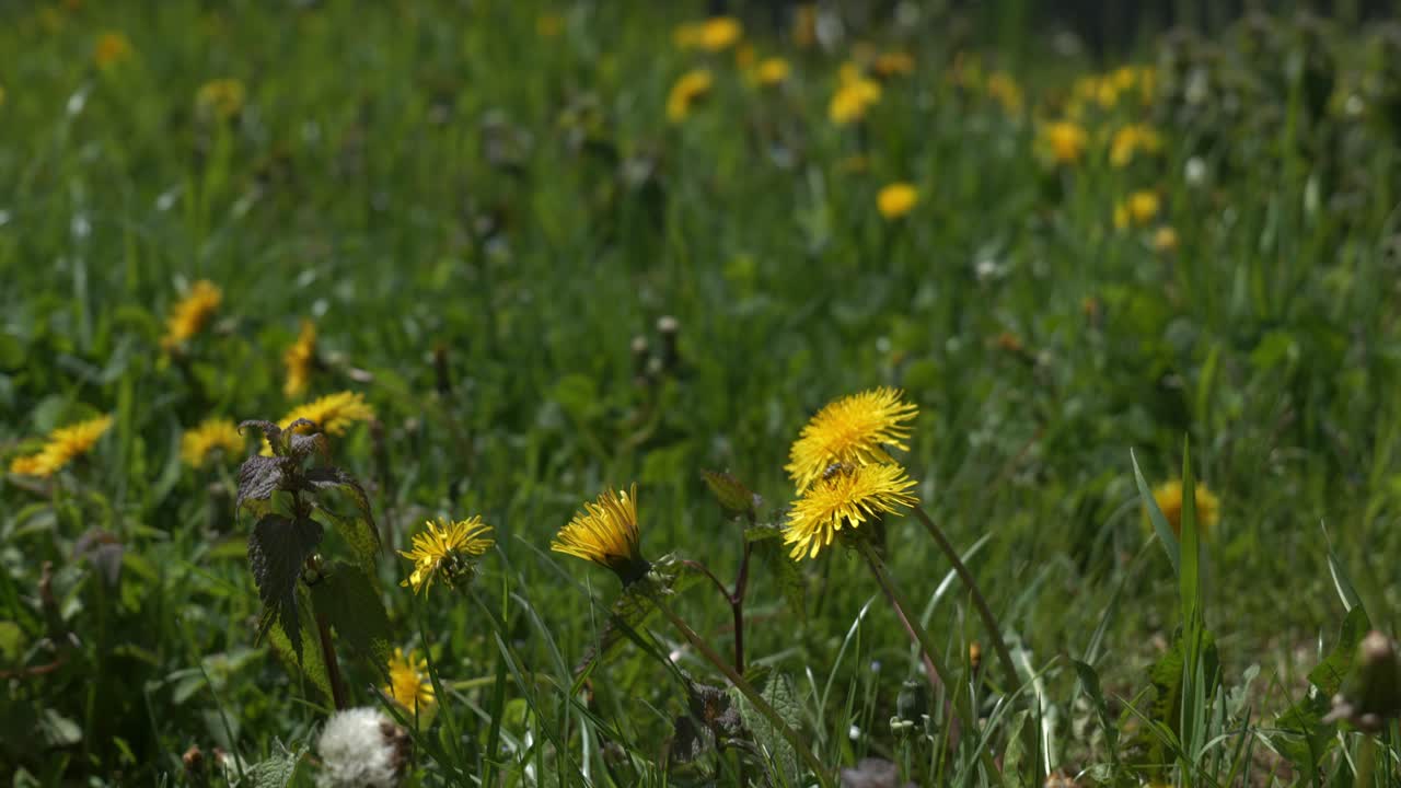 Close-up yellow dandelions in a luscious green meadow