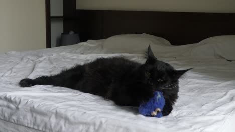 Schwarze-Maine-Coon-Katze-Spielt-Mit-Pelzigem-Blauem-Spielzeug-Auf-Einem-Bett,-Zeitlupe