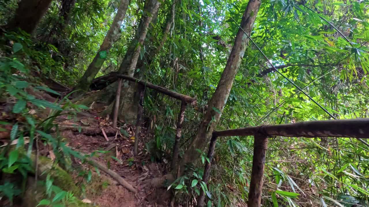 울창 한 숲 을 가로질러 휘어지는 나무 계단