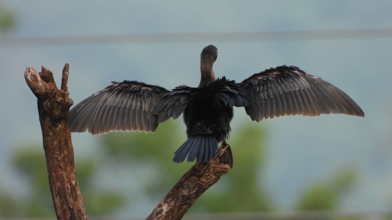 나무 위의 가마우지 uhd mp4 $k