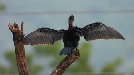 Cormorán-Escalofriante-En-El-árbol-Uhd-Mp4-$k