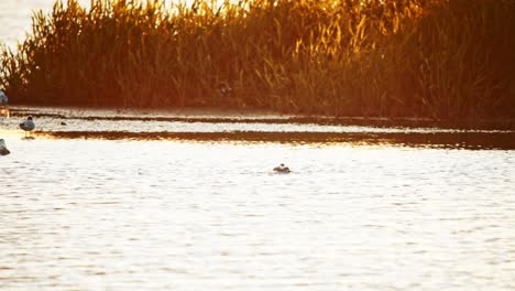 Black-Headed-Gull-flaps-wings-to-balance-itself-as-it-pushes-head-underwater-in-Alde-Faenen