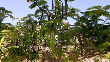 Camera-moving-towards-Flamboyant-Tree-on-a-beautiful-sunny-day-and-a-clear-blue-sky