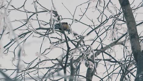 titmice-on-tree-twigs-covered-with-frost-in-wood-slow-motion