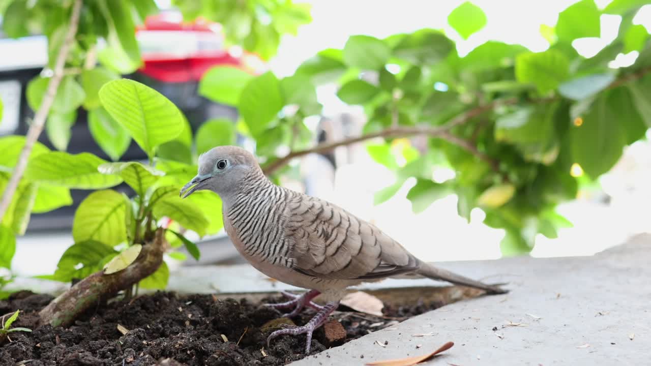제브라 비둘기는 정원 환경을 조용히 탐험하고 있습니다.