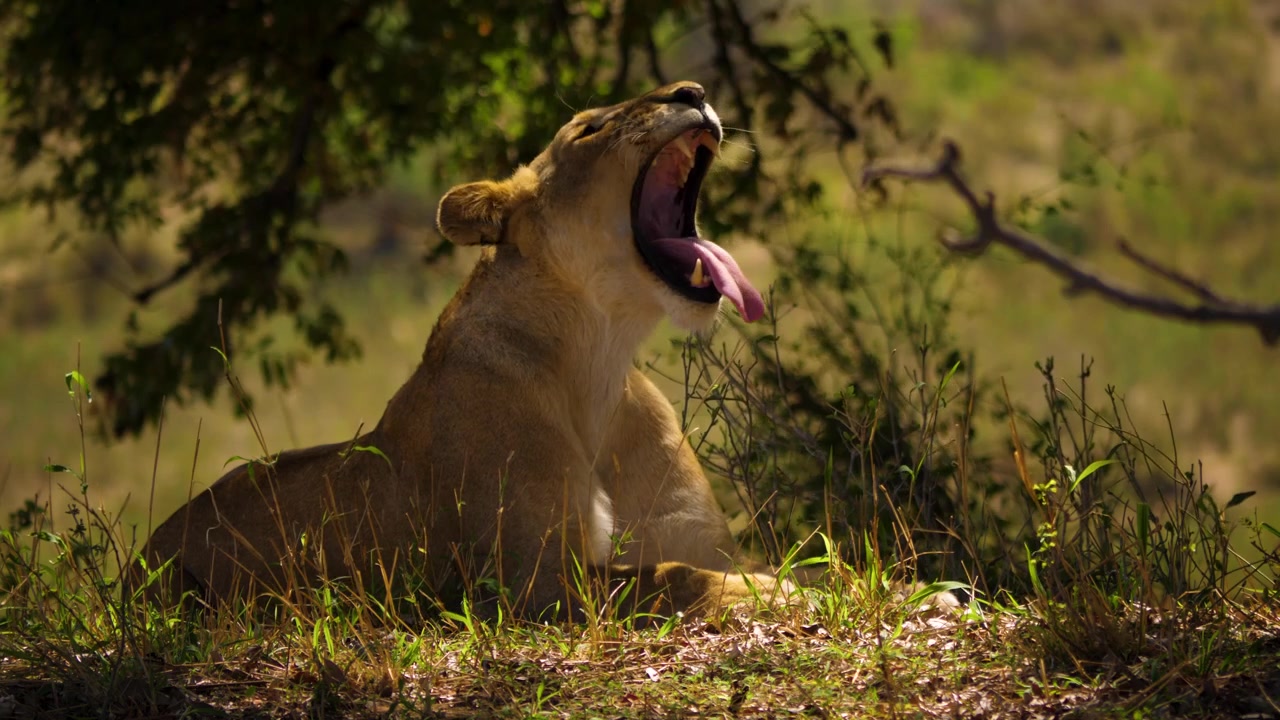Seekor singa betina Afrika yang waspada beristirahat di bawah naungan pohon pada hari yang cerah di sabana Afrika.
