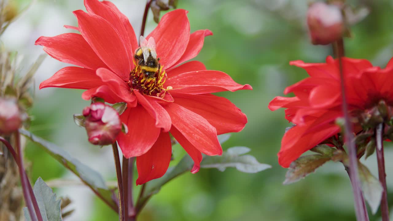 Bumblebee gathers pollen on red flower, macro close-up, natural daylight, shallow depth of field