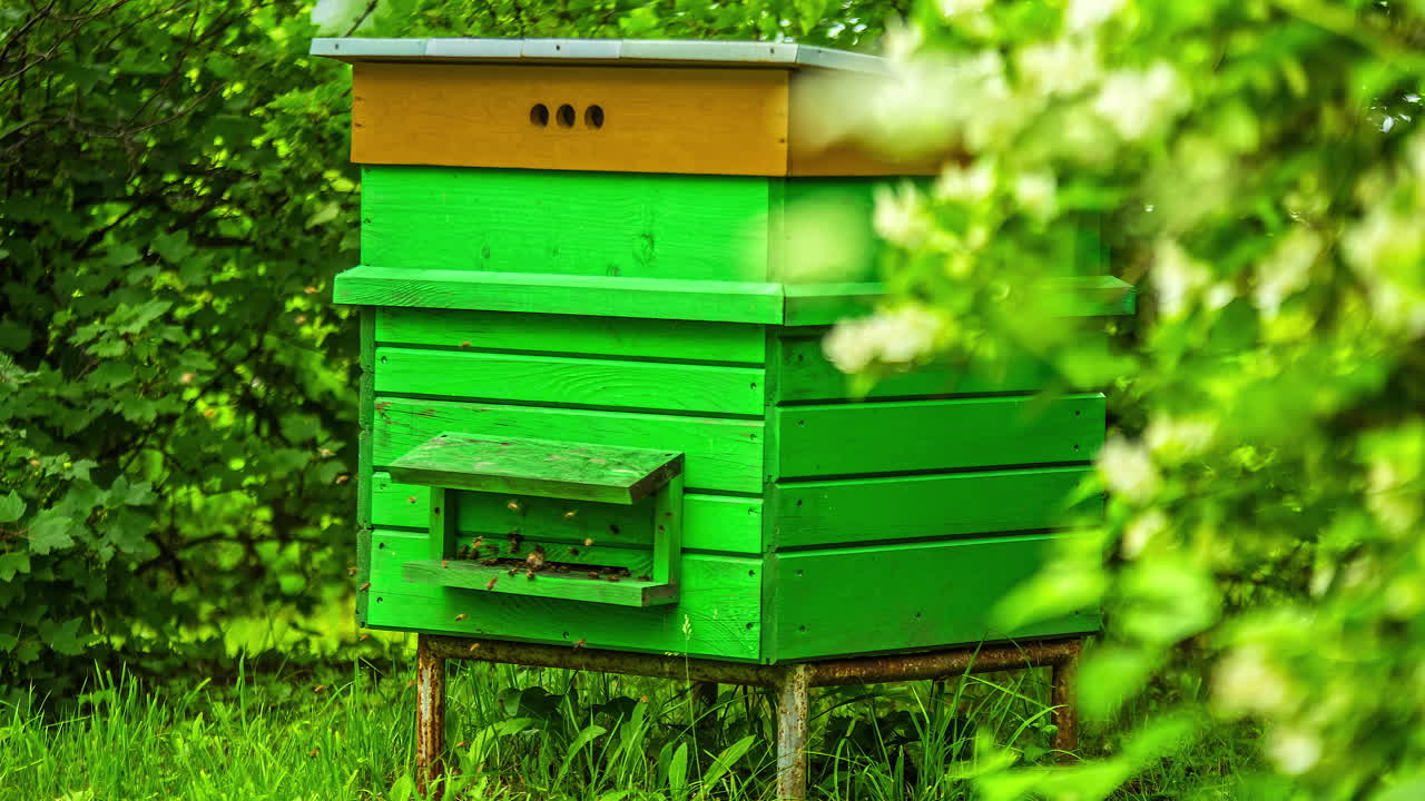vista de las abejas volando para aterrizar en los tableros de la caja de colmena de abejas verdes colocada en un campo de flores en timelapse