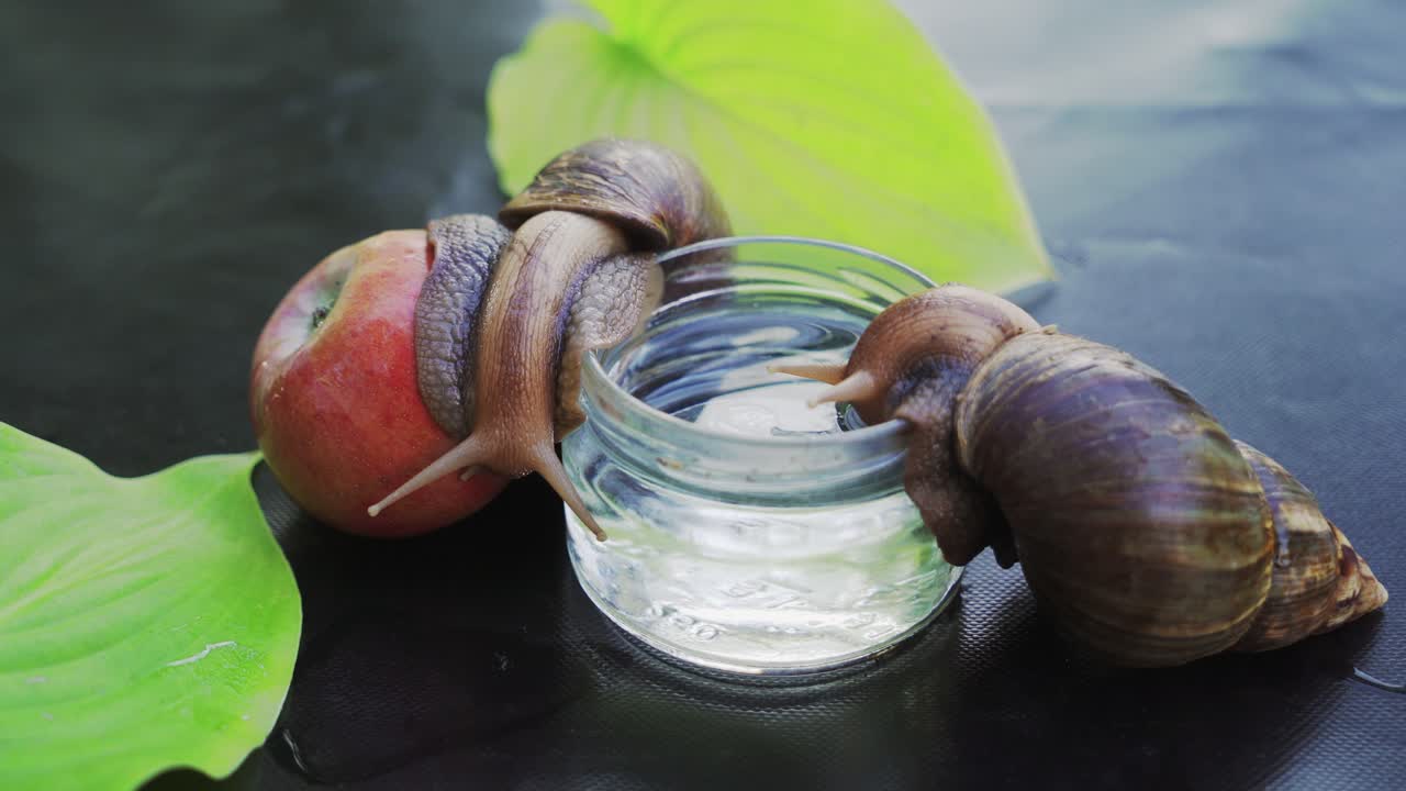 Giant african land snails is crawling. Domestic shellfish with healing mucus.