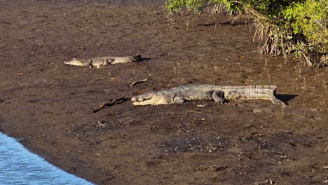 two saltwater crocodiles bask on a muddy riverbank under bright sunlight in port douglas, australia, showcasing their natural habitat