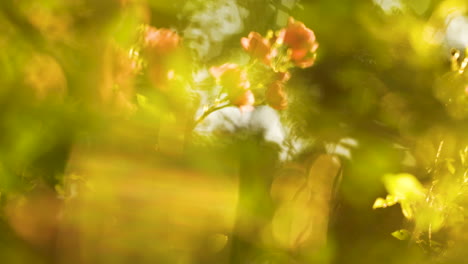 un disparo artístico de flores de rosa y hojas verdes a la luz del sol poniente