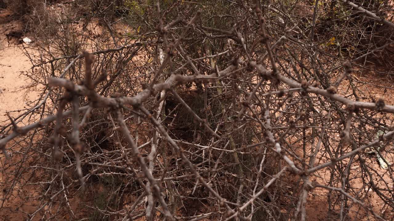 Bare leafless branches in a very close-up view that provides beautiful depth, moving under the wind's effect. In the background, a dirt terrain is visible