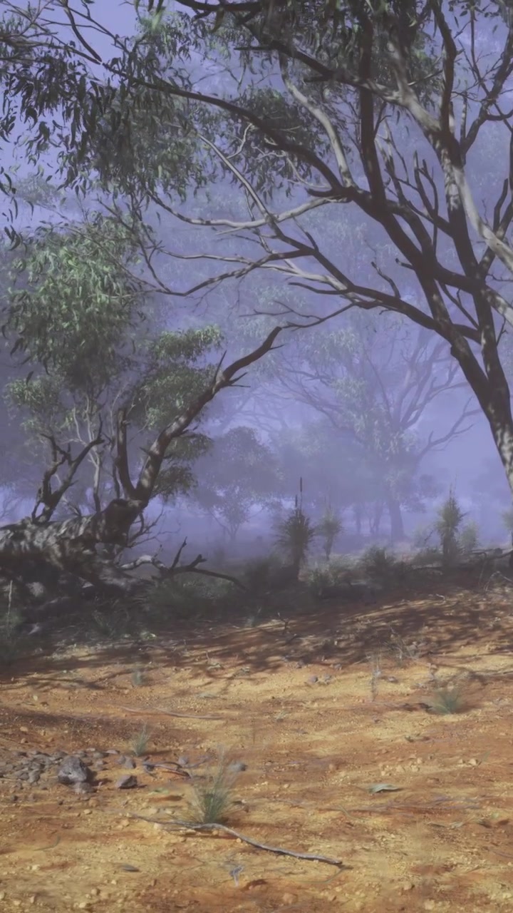 Mystisk skovscene med tåge og træer i morgenlys i Australien