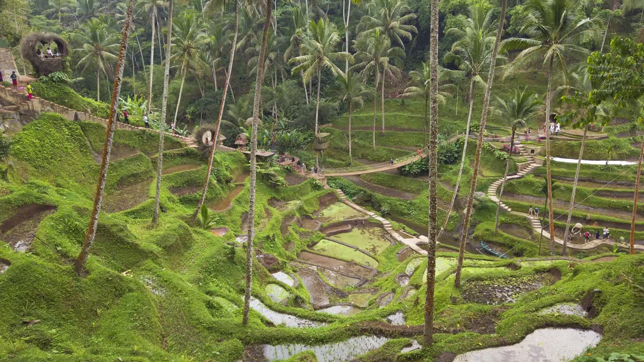 Risaia a terrazze di Ubud, Bali, Indonesia, filmata con telecamera a mano