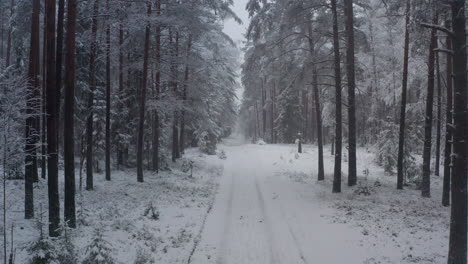 晚上的雪地森林路