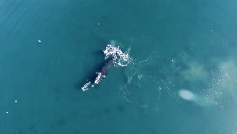 Vista-Superior-Del-Encuentro-De-Ballenas-En-Cámara-Lenta-En-El-Mar-Patagónico-En-Argentina---Drone-Aéreo