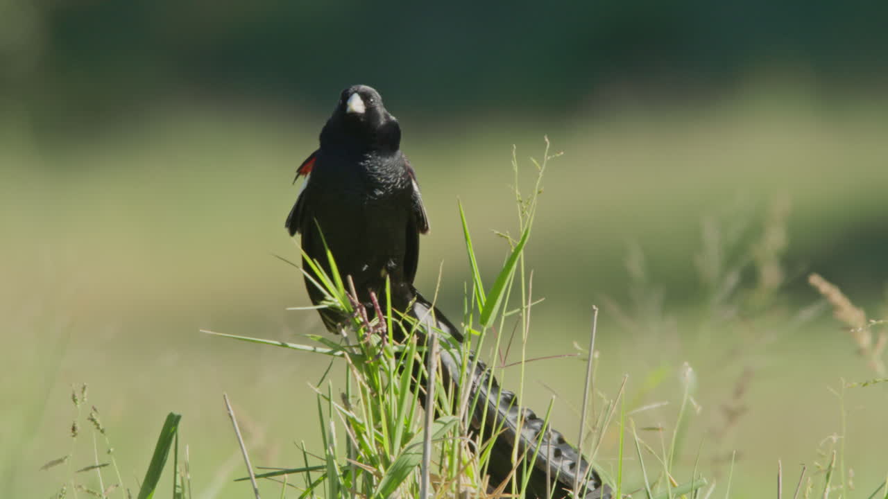 Sort fugl med røde og hvide vinger pudser sig på en græsmark.