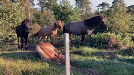 Pferde-Entspannen-Sich-Auf-Blühender-Heide-Im-Abendlicht,-Ganzkörper