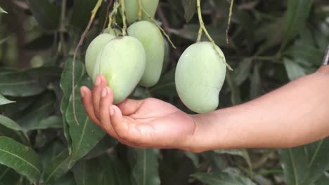 recogiendo mangos verdes de un árbol