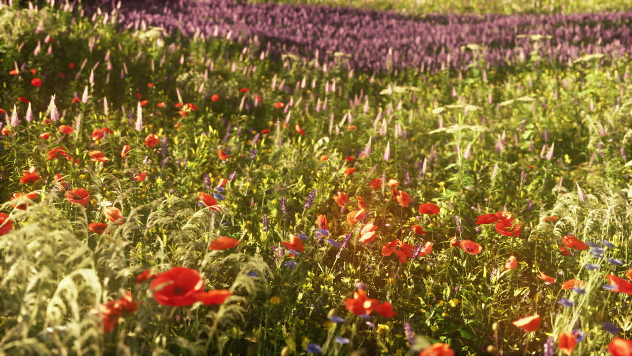 Splendida giornata di sole in campagna