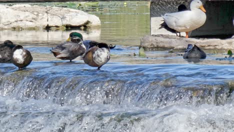 Wasserwehr,-Das-Den-Fluss-Hinunterfließt,-Malerische-Aufnahme-Des-Touristischen-Ortes-Der-Stadt